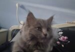 British Longhair