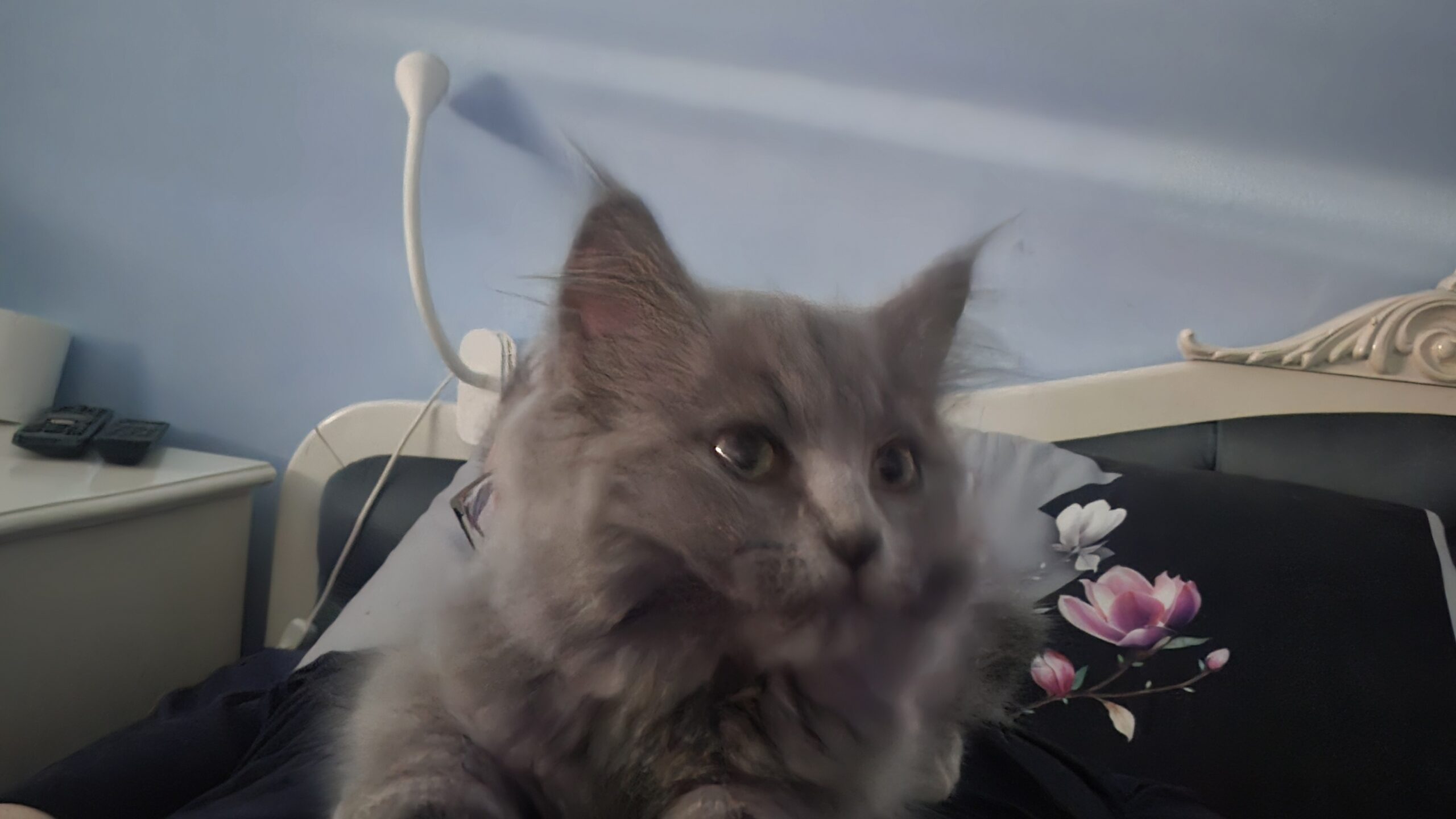 British Longhair