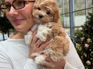 maltipoo1