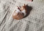 🐾 СЛАТКО МАЛЕЧКО БАРА СВОЈ ДОМ! 🐾