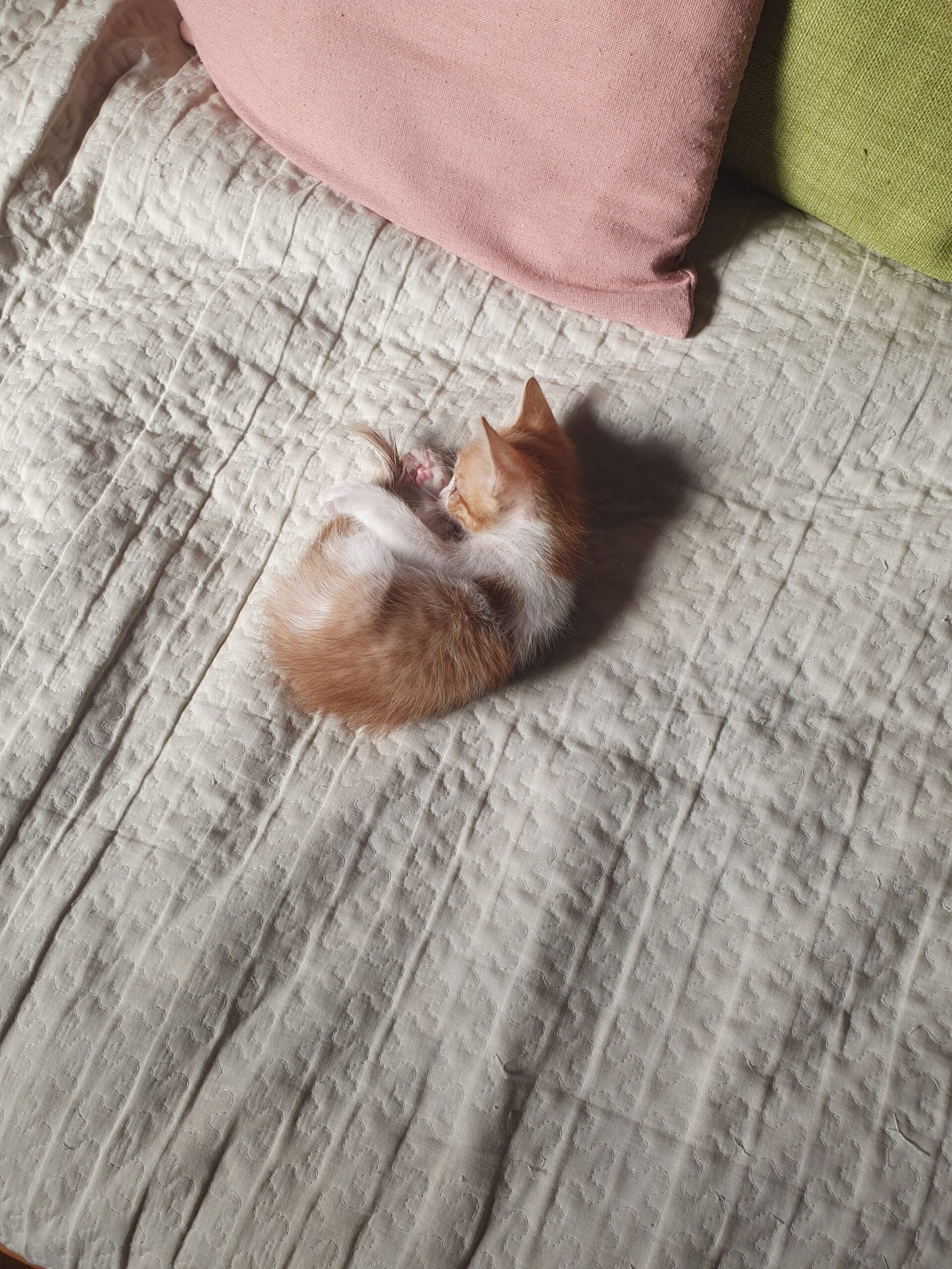 🐾 СЛАТКО МАЛЕЧКО БАРА СВОЈ ДОМ! 🐾