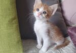 🐾 СЛАТКО МАЛЕЧКО БАРА СВОЈ ДОМ! 🐾