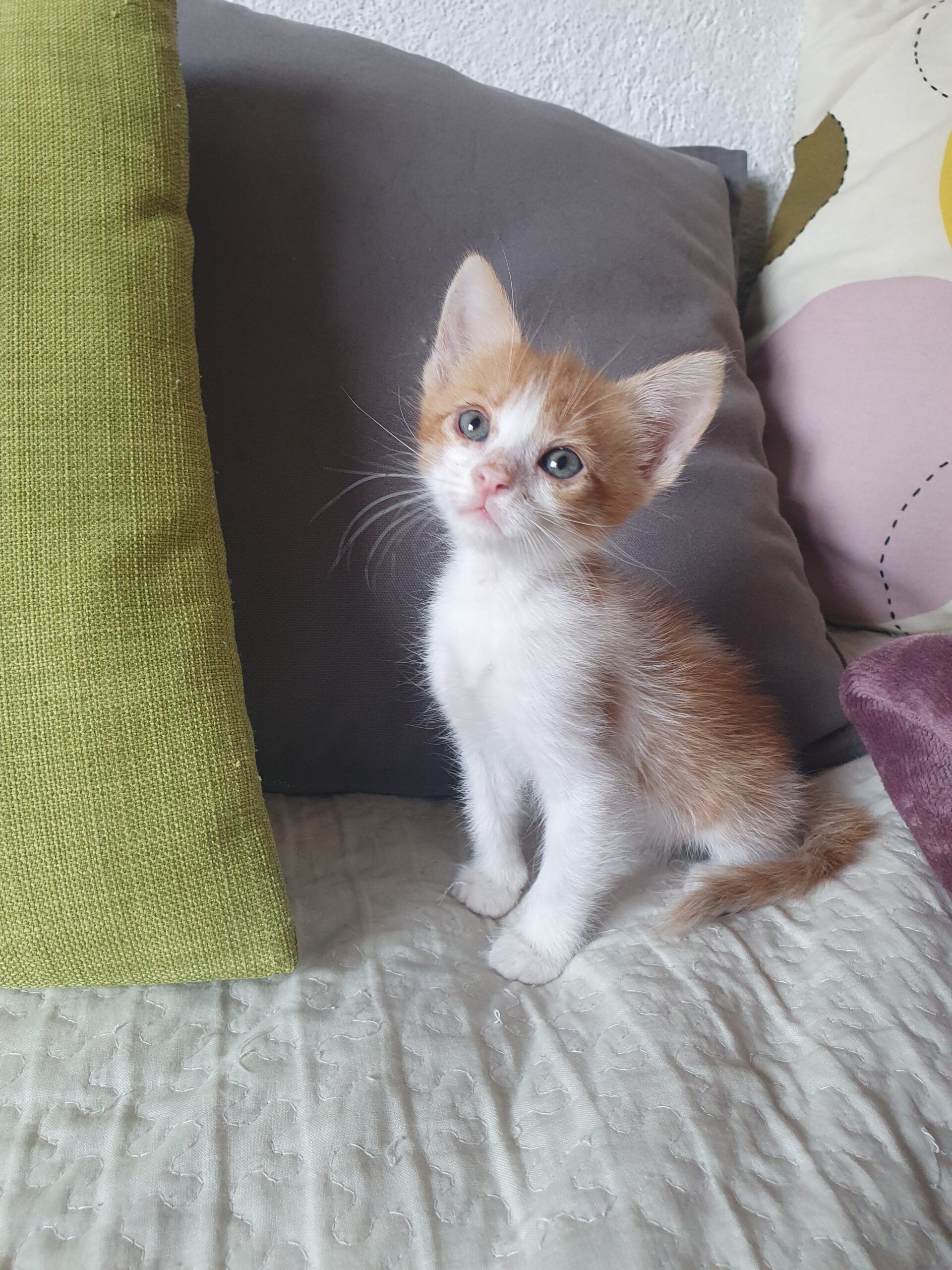 🐾 СЛАТКО МАЛЕЧКО БАРА СВОЈ ДОМ! 🐾