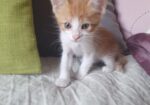 🐾 СЛАТКО МАЛЕЧКО БАРА СВОЈ ДОМ! 🐾