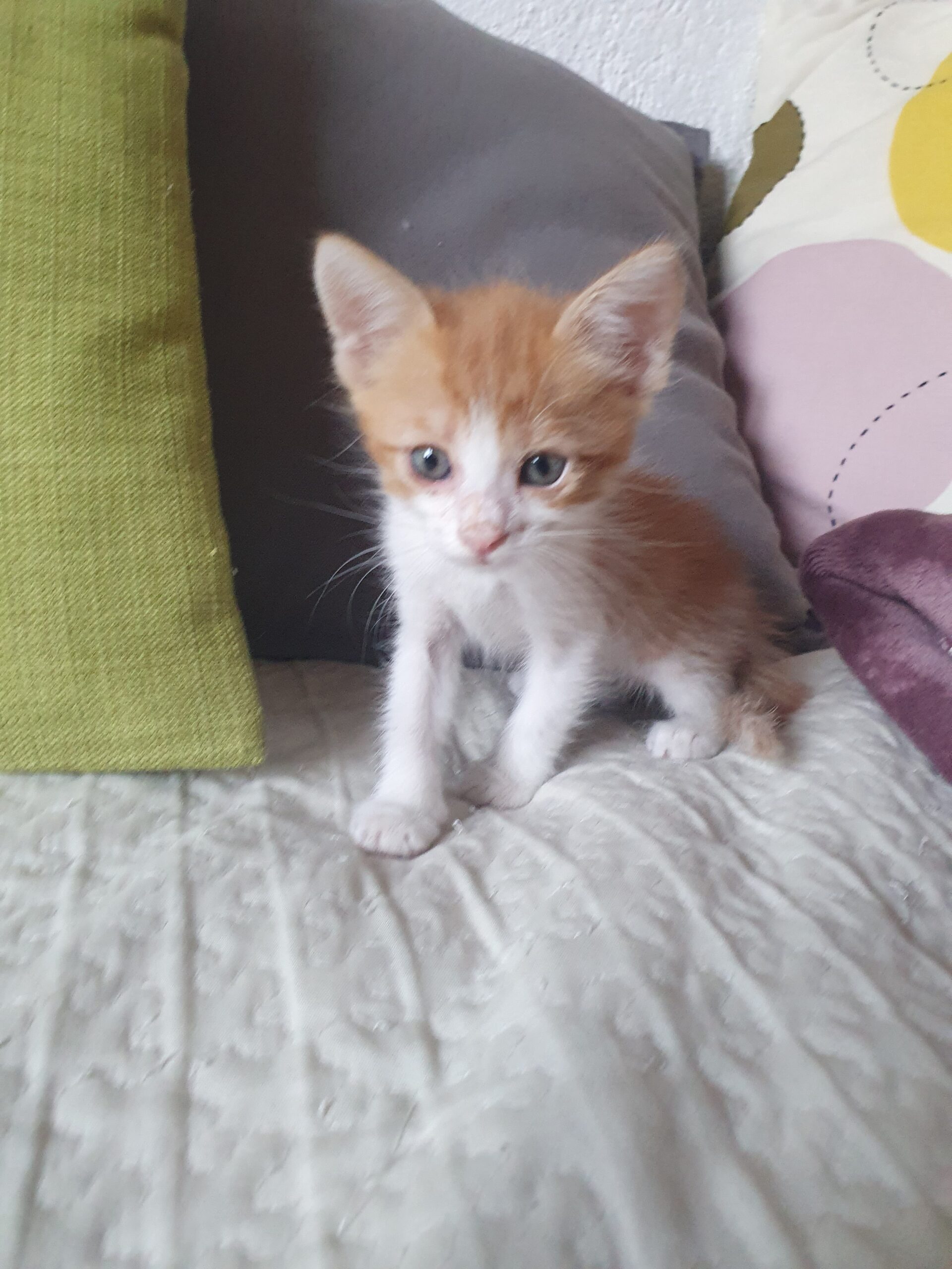 🐾 СЛАТКО МАЛЕЧКО БАРА СВОЈ ДОМ! 🐾